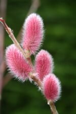Salix gracilistyla „Mount Aso” - Salcia roz japoneză la ghiveci C1.5 H 20-30 cm