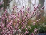 Salix gracilistyla „Mount Aso” - Salcia roz japoneză la ghiveci C1.5 H 20-30 cm - imagine 2