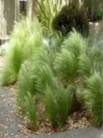 Stipa tenuissima "Pony Tail" - iarba ornamentala la ghiveci P9
