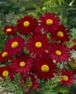 Tanacetum Coccineum Robinsons Red- Margareta pictata la ghiveci P9