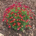 Tanacetum Coccineum Robinsons Red- Margareta pictata la ghiveci P9 - imagine 2