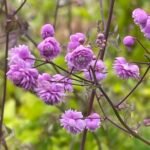 Thalictrum delavayi „Hewitt’s Double” - la ghiveci P9 - H 5-10 cm