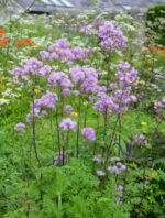 Thalictrum aquilegiifolium - la ghiveci P9 - H 5-10 cm - imagine 2