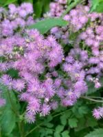 Thalictrum aquilegiifolium - la ghiveci P9 - H 5-10 cm - imagine 3