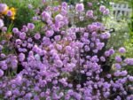 Thalictrum delavayi „Hewitt’s Double” - la ghiveci P9 - H 5-10 cm - imagine 2