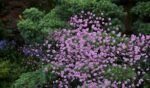 Thalictrum delavayi - 1 radacina nuda - imagine 2