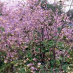 Thalictrum rochebrunianum - la ghiveci P9 - imagine 2