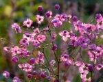 Thalictrum rochebrunianum - la ghiveci P9