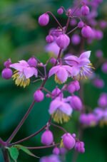 Thalictrum delavayi - 1 radacina nuda