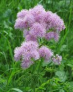 Thalictrum aquilegiifolium - la ghiveci P9 - H 5-10 cm