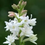 Polianthus Tuberosa The Pearl - Tuberoza parfumata - 1 bulb - imagine 2