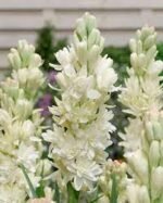 Polianthus Tuberosa The Pearl - Tuberoza parfumata - 1 bulb