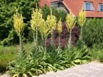 Verbascum „Olympicum” - Lumanarica cu frunzis semipermanent la ghiveci P9 - H 5-10 cm - imagine 2