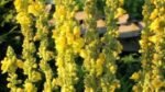 Verbascum „Olympicum” - Lumanarica cu frunzis semipermanent la ghiveci P9 - H 5-10 cm
