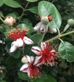 Feijoa Acca Sellowiana - Arbustul de Guava Ananas la ghiveci C2 - H 40-50 cm