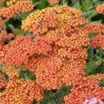 Achillea Walther Funcke - Coada soricelului decorativa la ghiveci P10 - H 5 -10 cm