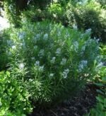 Amsonia ciliata Half Way to Arkansas - Steaua Albastra franjurata la ghiveci P9 - H 5-10 cm - imagine 2