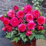 Begonia Fimbriata Pink - Begonie dubla franjurata - 1 bulb - imagine 2