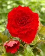 Begonia Fimbriata Red - Begonie dubla franjurata - 1 bulb