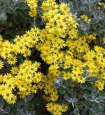 Brachyglottis 'Sunshine' - Senecio cu frunzis permanent la ghiveci P17 - H 35-40 cm - imagine 2