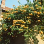 Campsis Radicans Flava - Luleaua Turcului Galbena la ghiveci C2, H 90-100 cm - imagine 2