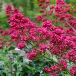 Valeriana rosie sau Barba lui Jupiter - Centranthus ruber coccineus - la ghiveci P9, H 10 cm