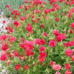Helianthemum Cerise Queen - Trandafirul de piatra vesnic verde la ghiveci P9 - imagine 2
