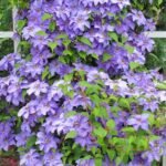 Clematita 'Blekitny Aniol' Blue Angel la ghiveci C2,  H 60-70 cm - imagine 3
