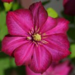 Clematita Ville de Lyon la ghiveci C2,  H-40-50 cm (Livrarea dupa 25 Februarie)