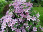 Clematita Piilu la ghiveci C2,  H 60-70 cm - imagine 3