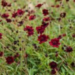 Cosmos atrosanguineus - Floarea cu aroma de ciocolată la ghiveci P9 - H 5-10 cm - imagine 2