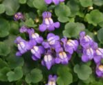 Cymbalaria Muralis - planta acoperitoare de sol la ghiveci P9 (Livrarea dupa 10 Septembrie) - imagine 2