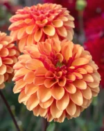 Dalia  American Sunset - 1 tubercul