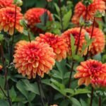 Dalia  American Sunset - 1 tubercul - imagine 2