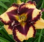 Hemerocallis Open My Eyes - Crin de o zi  - 1 rizom