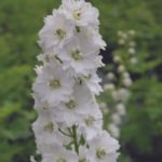 Delphinium Galahad la ghiveci P9