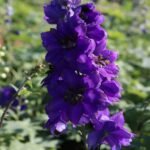 Delphinium Black Knight la ghiveci P9 - H 5-10 cm
