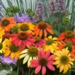 Echinacea Cheyenne Spirit - ghiveci P9