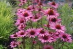 Echinacea Purpurea Rubinstern - ghiveci P9  (Livrarea intre 25 Februarie-20 Martie) - imagine 2