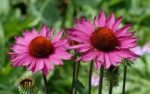Echinacea Purpurea Rubinstern - ghiveci P9  (Livrarea intre 25 Februarie-20 Martie)