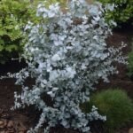 Eucalyptus Gunii - Eucalipt Tazamanian cu frunzis permanent la ghiveci C2 - imagine 2