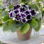 Gloxinia Kaiser Wilhelm - 1 tubercul - imagine 2