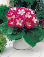 Gloxinia Blanche de Meru - 1 tubercul - imagine 2