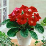 Gloxinia Corina - 1 tubercul - imagine 2