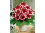 Gloxinia Kaiser Friedrich - 1 tubercul - imagine 2