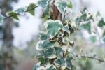 Hedera Helix Glacier- Iedera englezeasca - planta cataratoare vesnic verde la ghiveci P9 - imagine 2