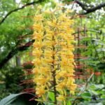Hedychium gardnerianum - Crin de ghimbir Kahili- 1 bulb foarte mare