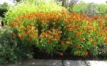 Helenium „Sahin's Early Flowerer” - Floarea Helenei la ghiveci P9 - imagine 2