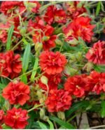 Helianthemum 'Amabile Plenum - Trandafirul de piatra vesnic verde la ghiveci P9