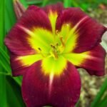Hemerocallis Night Beacon - Crin de o zi  - 1 rizom